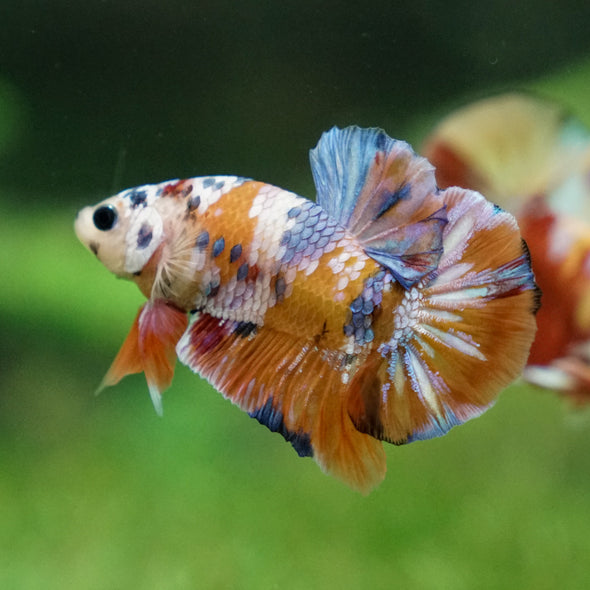 Multicolor/Galaxy Koi Plakat -13 weeks Old