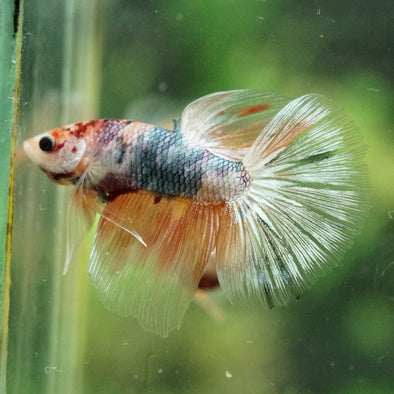 Galaxy/Candy Koi Halfmoon - 14 weeks old