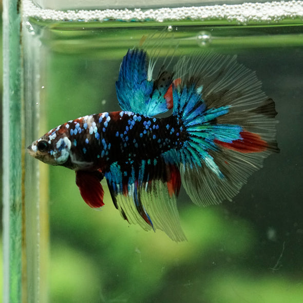 Black Base Galaxy Koi Halfmoon (Avatar) - 14 weeks old