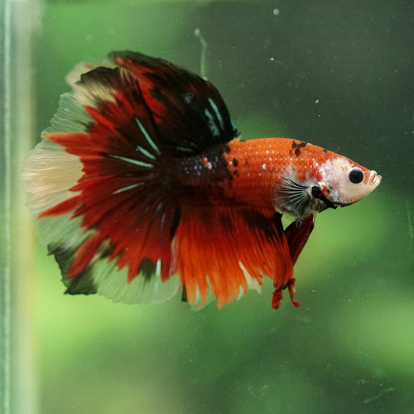 Galaxy/Candy Koi Halfmoon - 14 weeks old