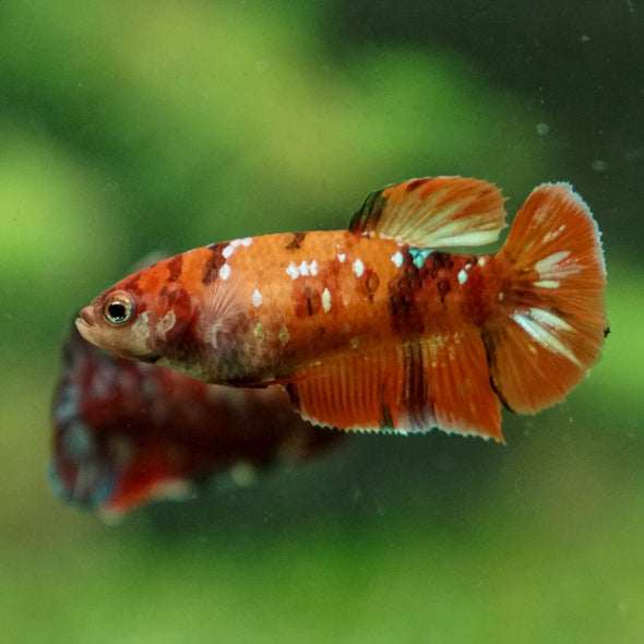 Multicolor/ Galaxy Koi Plakat - Female- 13 Weeks Old