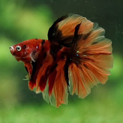 Galaxy/Candy Koi Halfmoon - 14 weeks old