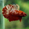 Multicolor/Galaxy Koi Plakat -16 weeks Old