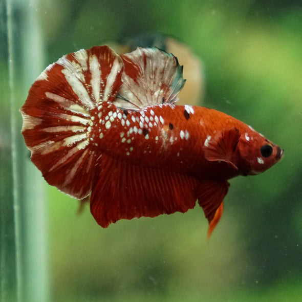 Multicolor/Galaxy Koi Plakat -16 weeks Old