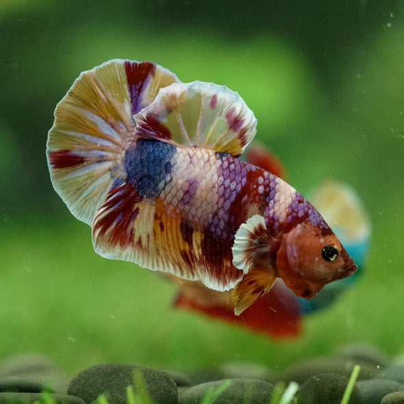 Multicolor/Galaxy Koi Plakat -15 weeks Old