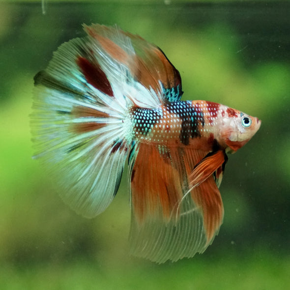 Candy/Galaxy Koi Halfmoon - 13 weeks old