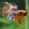 Galaxy/Candy Koi Halfmoon - 14 weeks old