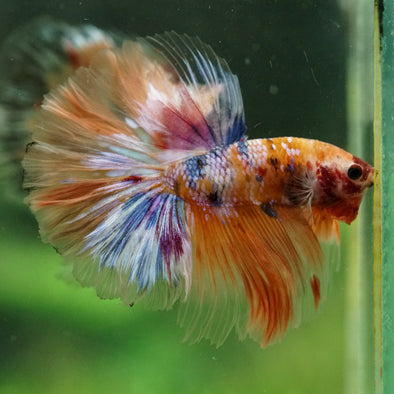 Galaxy/Candy Koi Halfmoon - 14 weeks old