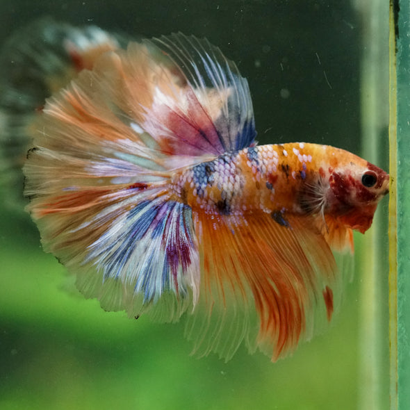 Galaxy/Candy Koi Halfmoon - 14 weeks old