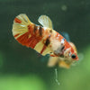 Multicolor/ Galaxy Koi Plakat- Female- 13 Weeks Old