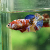 Multicolor/ Galaxy Koi Plakat - Female- 13 Weeks Old