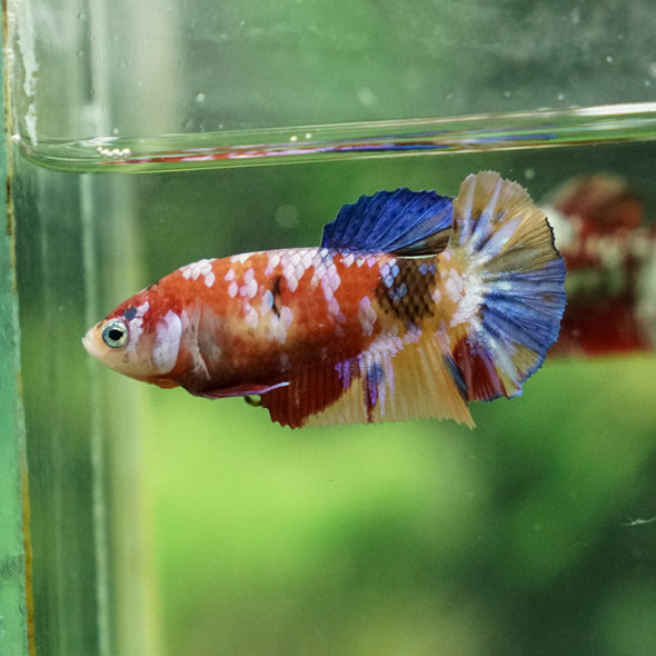 Multicolor/ Galaxy Koi Plakat - Female- 13 Weeks Old