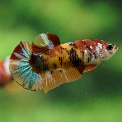Multicolor/ Galaxy Koi Plakat- Female- 13 Weeks Old
