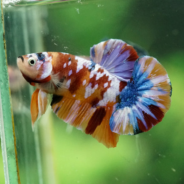 Multicolor/Galaxy Koi Plakat -14 weeks Old