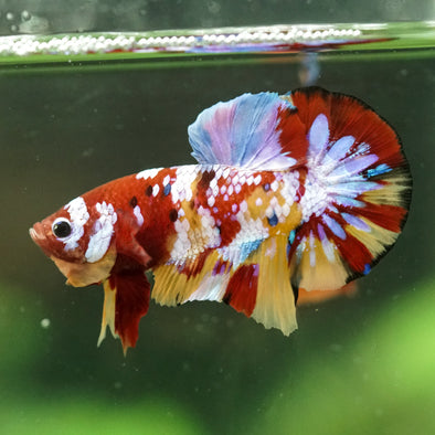 Multicolor/Galaxy Koi Plakat -16 weeks Old