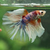 Galaxy/Candy Koi Halfmoon - 14 weeks old
