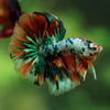 Galaxy/Candy Koi Halfmoon - 11 weeks old