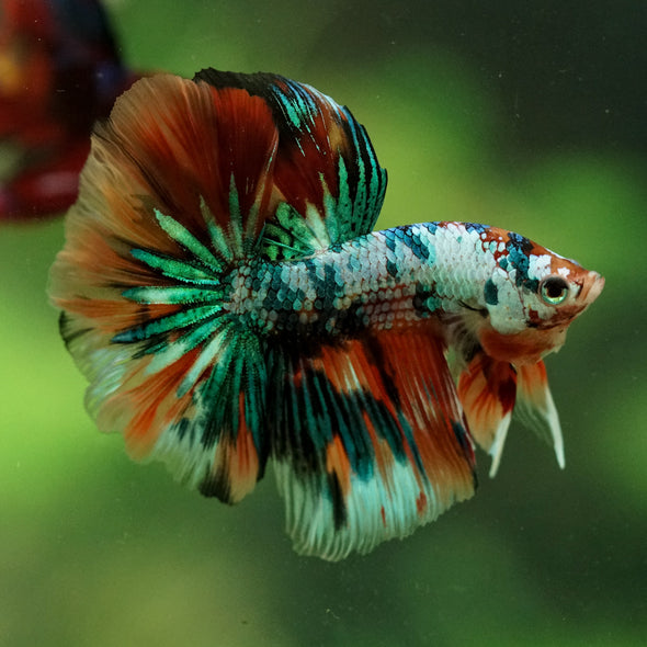 Galaxy/Candy Koi Halfmoon - 11 weeks old