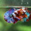 Multicolor/Galaxy Koi Plakat -16 weeks Old