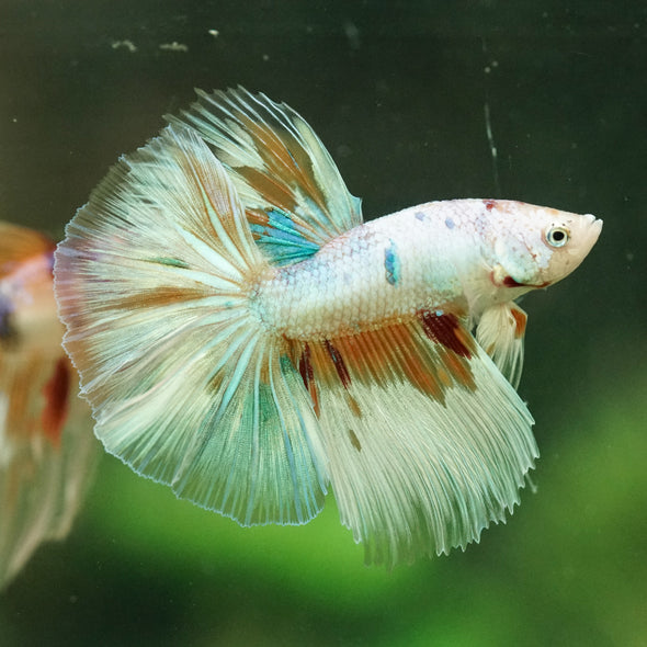 Galaxy/Candy Koi Halfmoon - 14 weeks old