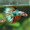 Galaxy/Candy Koi Halfmoon - 13 weeks old