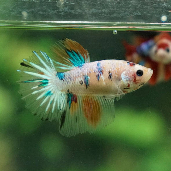 Multicolor/ Galaxy Koi Halfmoon- Female- 13 Weeks Old