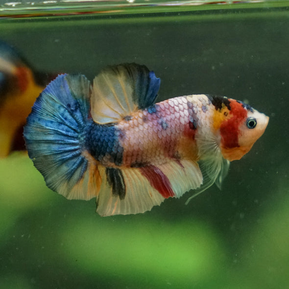 Multicolor/Galaxy Koi Plakat -13 weeks Old