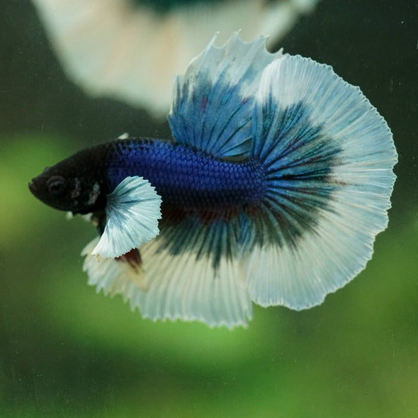 Dumbo Halfmoon - 12 weeks old