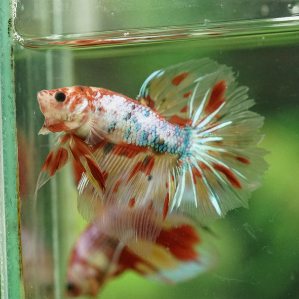 Galaxy/Candy Koi Halfmoon - 11 weeks old