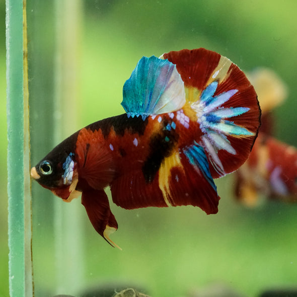 Multicolor/Galaxy Koi Plakat -16 weeks Old