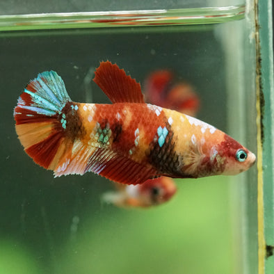 Multicolor/ Galaxy Koi Plakat- Female- 13 Weeks Old