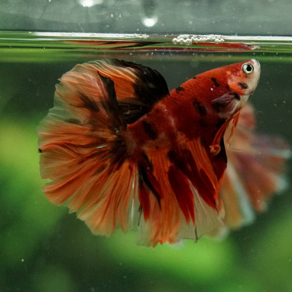 Galaxy/Candy Koi Halfmoon - 14 weeks old