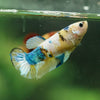Multicolor/ Galaxy Koi Plakat- Female- 13 Weeks Old