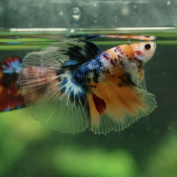 Galaxy Koi Halfmoon - 13 weeks old