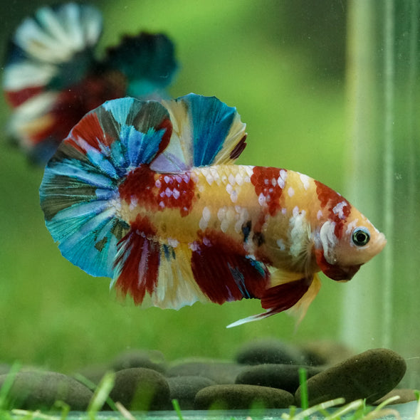 Multicolor/Galaxy Koi Plakat -15 weeks Old