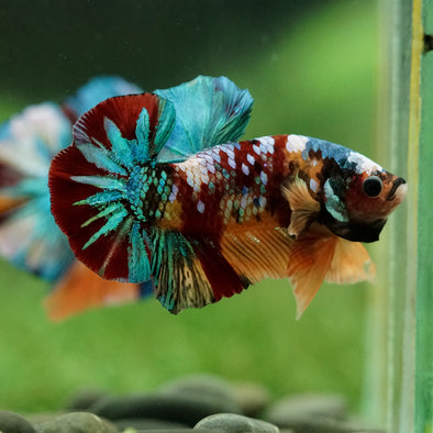 Multicolor/Galaxy Koi Plakat -16 weeks Old