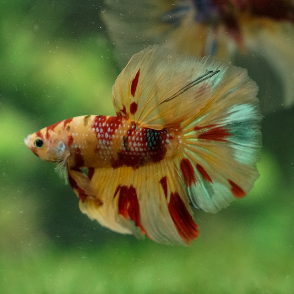 Galaxy/Candy Koi Halfmoon - 13 weeks old