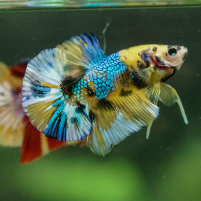 Multicolor/Galaxy Koi Plakat -16 weeks Old