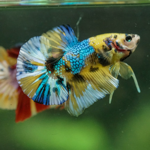Multicolor/Galaxy Koi Plakat -16 weeks Old