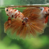 Galaxy/Candy Koi Halfmoon - 14 weeks old