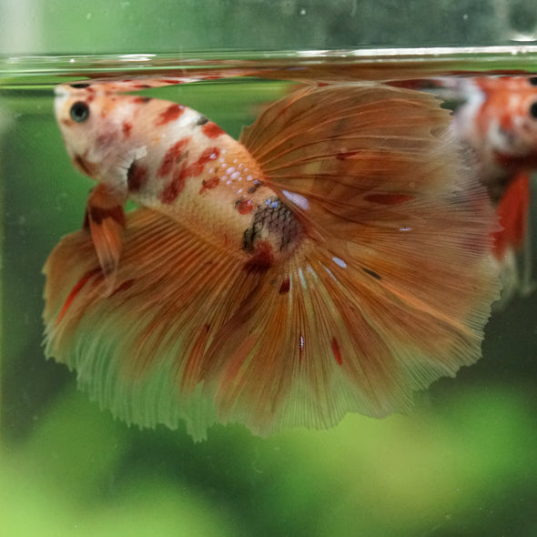 Galaxy/Candy Koi Halfmoon - 14 weeks old