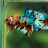 Multicolor/Galaxy Koi Plakat -16 weeks Old