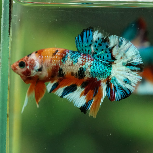 Multicolor/Galaxy Koi Plakat -16 weeks Old