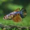 Multicolor/ Galaxy Koi Halfmoon- Female- 13 Weeks Old