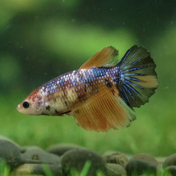 Multicolor/ Galaxy Koi Halfmoon- Female- 13 Weeks Old