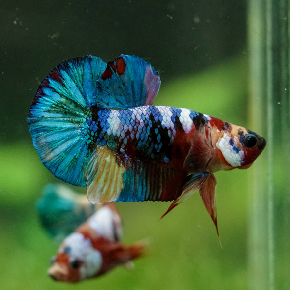 Multicolor/Galaxy Koi Plakat -16 weeks Old
