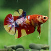 Multicolor/Galaxy Koi Plakat -16 weeks Old