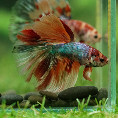 Galaxy/Candy Koi Halfmoon - 14 weeks old