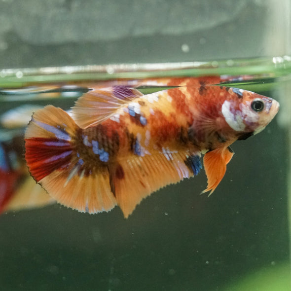 Multicolor/ Galaxy Koi Plakat- Female- 13 Weeks Old
