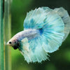 Dumbo Halfmoon - 12 weeks old